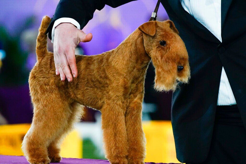 Westminster Dog Show